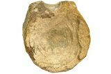 Sauropod Dinosaur (Duriatitan) Vertebra - England #209565-2